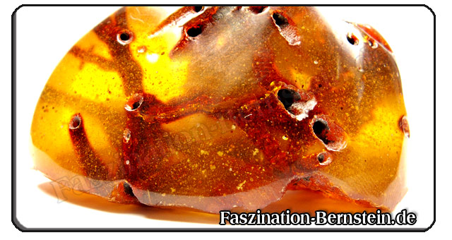 Ast im Bernstein Ast im Bernstein