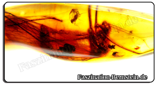 Bernstein - Instekt Bernstein - Instekt